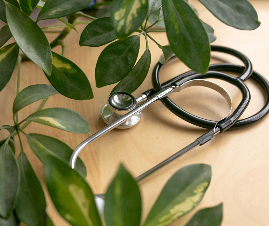 Plantes Médicinales